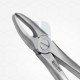 1 Extraction Dental Forceps